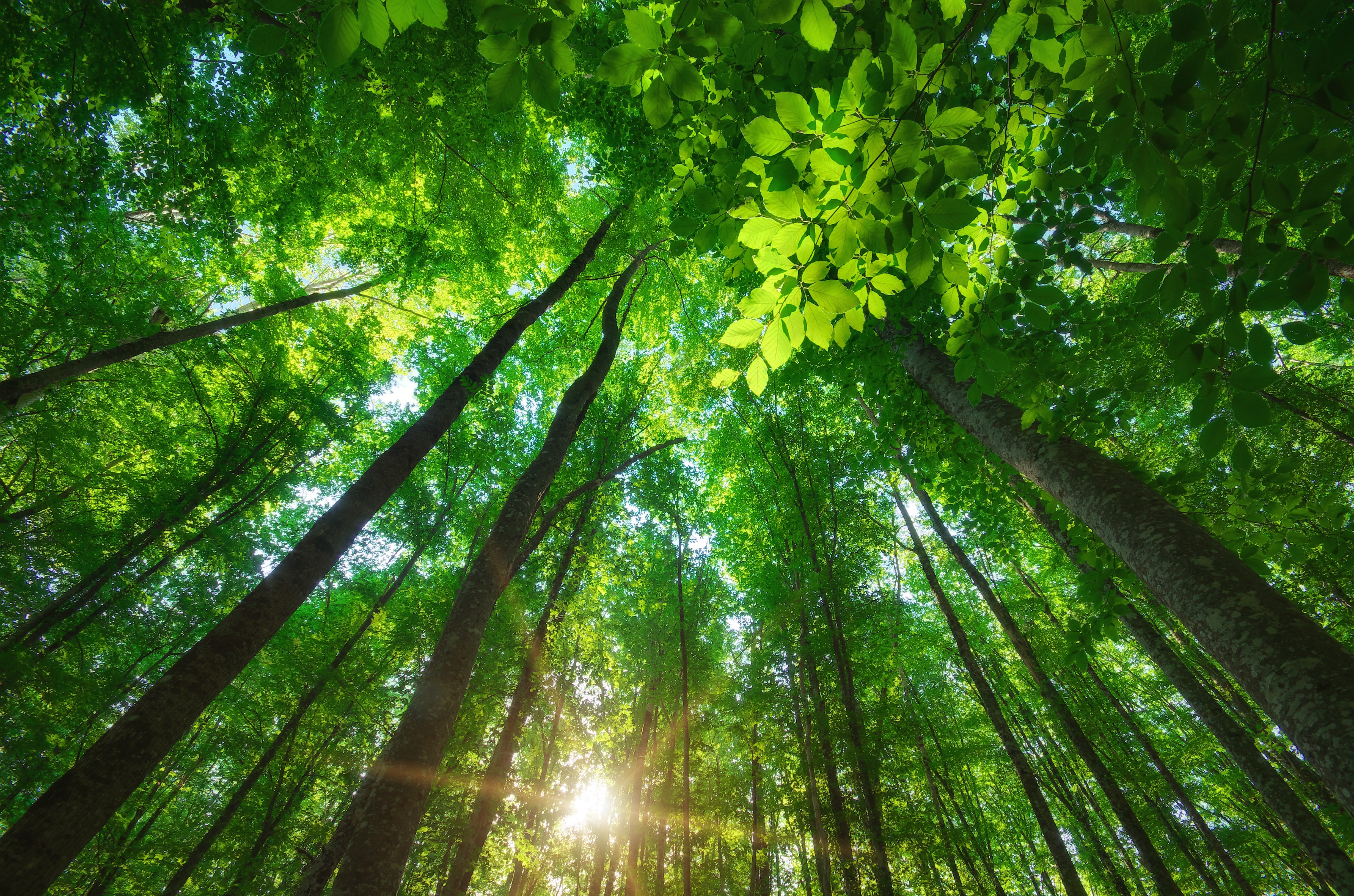 Uplifting green trees and sunshine in Ruislip